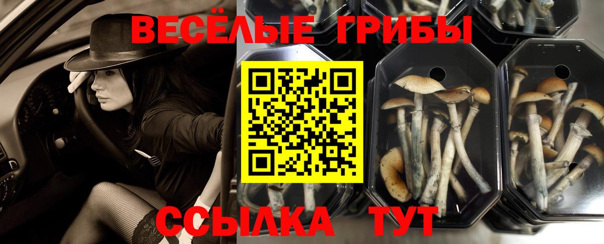 Псилоцибиновые грибы Cubensis  Галлюциногенные грибы Psilocybe  Вход с VPN  Прохладный 